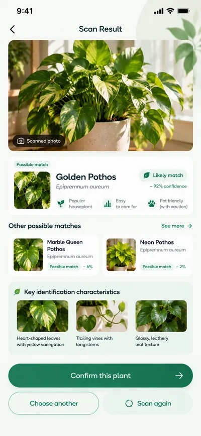 Plantiqo scan result identifying a Golden Pothos with likely match label and identification features